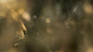 Life.on.Our.Planet.S01E01.Chapter.1.The.Rules.of.Life.1080p.NF.WEB-DL.DD+5.1.Atmos.H.264-playWEB