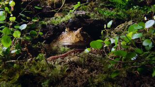 Life.on.Our.Planet.S01E03.Chapter.3.Invaders.of.the.Land.1080p.NF.WEB-DL.DD+5.1.Atmos.H.264-playWEB