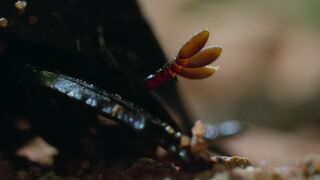 Life.on.Our.Planet.S01E05.Chapter.5.In.the.Shadow.of.Giants.1080p.NF.WEB-DL.DD+5.1.Atmos.H.264-playWEB