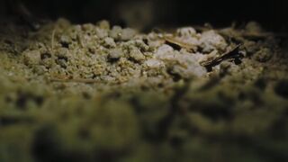 Life.on.Our.Planet.S01E05.Chapter.5.In.the.Shadow.of.Giants.1080p.NF.WEB-DL.DD+5.1.Atmos.H.264-playWEB