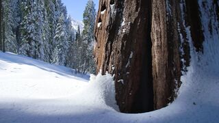 Life.on.Our.Planet.S01E06.Chapter.6.Out.of.the.Ashes.1080p.NF.WEB-DL.DD+5.1.Atmos.H.264-playWEB