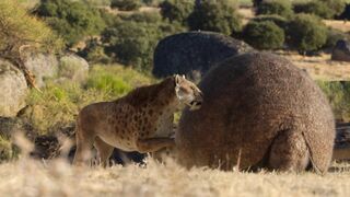 Life.on.Our.Planet.S01E07.Chapter.7.Inheriting.the.Earth.1080p.NF.WEB-DL.DD+5.1.Atmos.H.264-playWEB