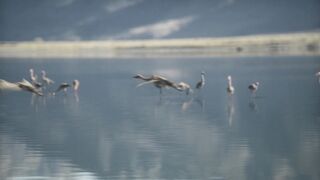 Prehistoric.Planet.2022.S02E05.North.America.1080p.ATVP.WEB-DL.DDP5.1.H.264-NTb