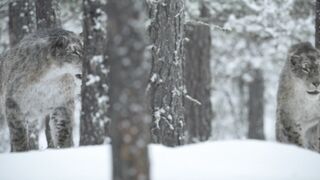 Prehistoric.Planet.2022.S03E01.The.Big.Freeze.1080p.ATVP.WEB-DL.DDP5.1.Atmos.H.264-playWEB