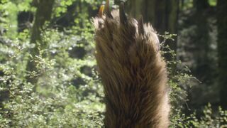 Prehistoric.Planet.2022.S03E02.New.Lands.1080p.ATVP.WEB-DL.DDP5.1.Atmos.H.264-playWEB