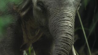 Prehistoric.Planet.2022.S03E02.New.Lands.1080p.ATVP.WEB-DL.DDP5.1.Atmos.H.264-playWEB