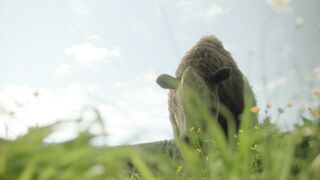 Prehistoric.Planet.2022.S03E04.Grass.Lands.1080p.ATVP.WEB-DL.DDP5.1.Atmos.H.264-playWEB