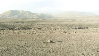 Prehistoric.Planet.2022.S03E04.Grass.Lands.1080p.ATVP.WEB-DL.DDP5.1.Atmos.H.264-playWEB